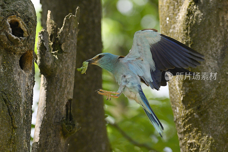 欧洲窝滚鼠(Coracias garrulus)